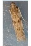 Phycitodes binaevella