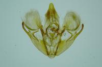 Rheumaptera montivagata