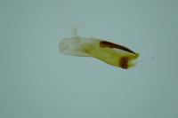 Rheumaptera montivagata