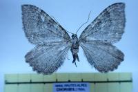 Rheumaptera montivagata