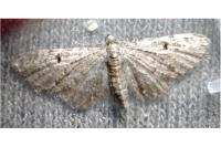Eupithecia virgaureata