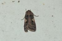 Xestia c-nigrum