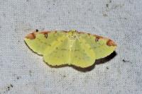 Opisthograptis luteolata