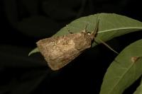 Agrotis bigramma