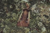 Ochropleura plecta
