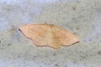 Cyclophora linearia