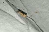 Agriphila