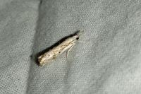 Catoptria falsella