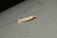 Crambus perlellus