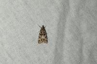 Eudonia mercurella