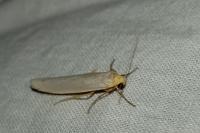 Eilema caniola