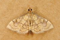 Anania verbascalis