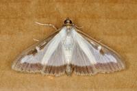 Cydalima perspectalis