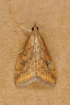 Udea ferrugalis