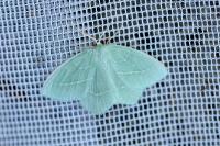 Hemistola chrysoprasaria