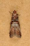 Acrobasis advenella