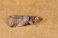 Acrobasis advenella
