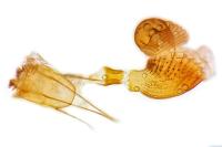 Charissa obscurata obscurata