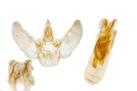 Eupithecia ultimaria