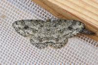 Ectropis crepuscularia