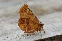 Selenia dentaria