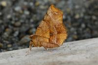 Selenia dentaria