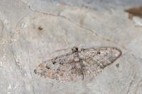 Eupithecia pusillata