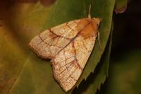Tiliacea citrago