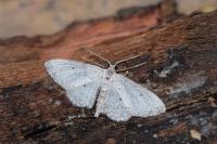 Idaea seriata