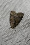 Bryophila ravula