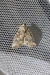 Bryophila ravula