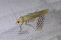 Eilema caniola