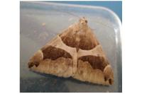 Dysgonia algira