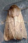 Mythimna albipuncta