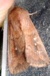 Mythimna albipuncta