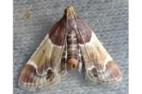 Pyralis farinalis