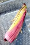 Oncocera semirubella