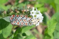 Utetheisa pulchella