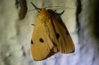 Lithosia quadra