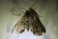 Cataclysta lemnata