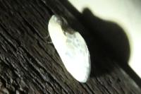 Cilix glaucata/hispanica