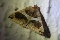 Dysgonia algira
