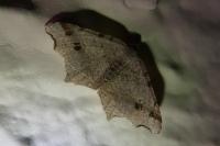 Macaria alternata