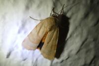 Noctua fimbriata/tirrenica