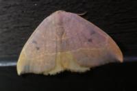 Watsonalla binaria