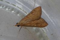 Antigastra catalaunalis