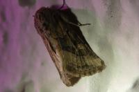 Luperina dumerilii