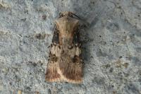 Agrotis puta