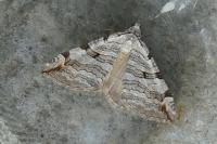 Aplocera efformata