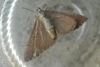 Aplocera efformata